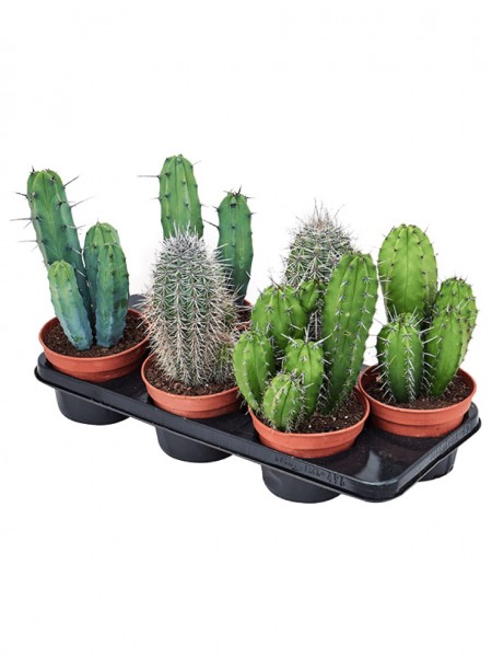 Kaktus mix 20 cm - 6er Tray