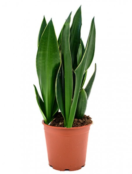 Sansevieria diamond flame