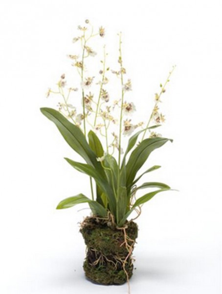 Dancing orchid 50 cm | Oncidium Kunstpflanze weiß