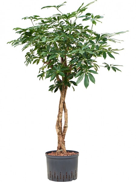 Schefflera arboricola - Zwergschirmpflanze Stamm geflochten