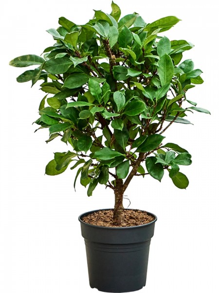 Ficus cyathistipula verzweigt - Afrikanischer Feigenbaum