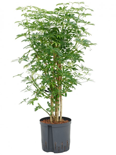 Schefflera luseana
