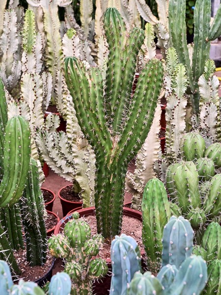 Myrtillocactus geometrizans cristata verzweigt