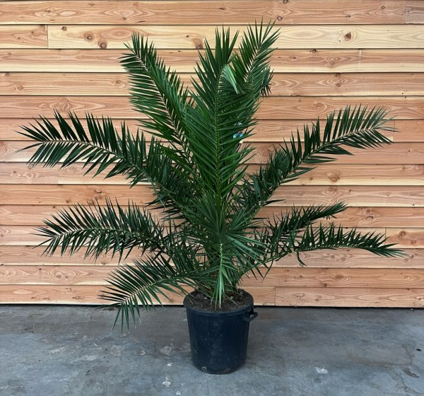 Phoenix canariensis - Kanarische Dattelpalme 220 cm