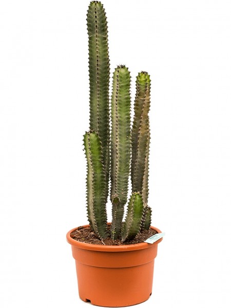 Euphorbia canariensis