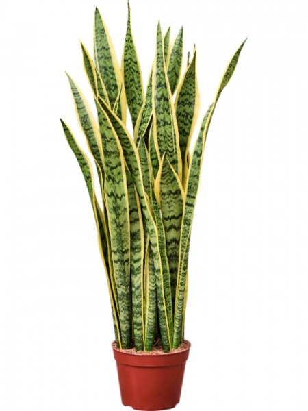 Sansevieria trifasciata laurentii 95 cm