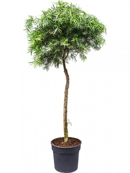 Podocarpus gracilor - Steineiben Baum