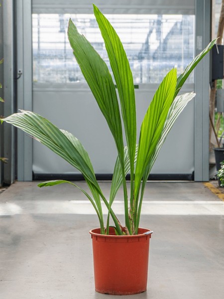 Ludovia lancifolia - Bergpalme