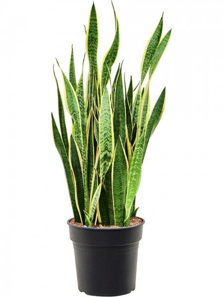 Sansevieria trifasciata Laurenti 110cm