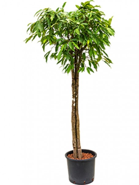 Ficus amstel king - 3er Stamm