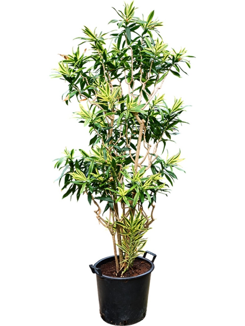 efeu pflanze zimmer Hedera Helix 90 cm (kleinblättrig) main image 0