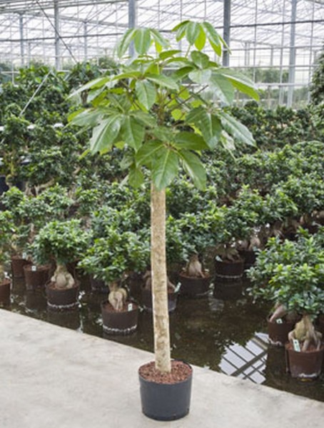 Schefflera amate 190 cm