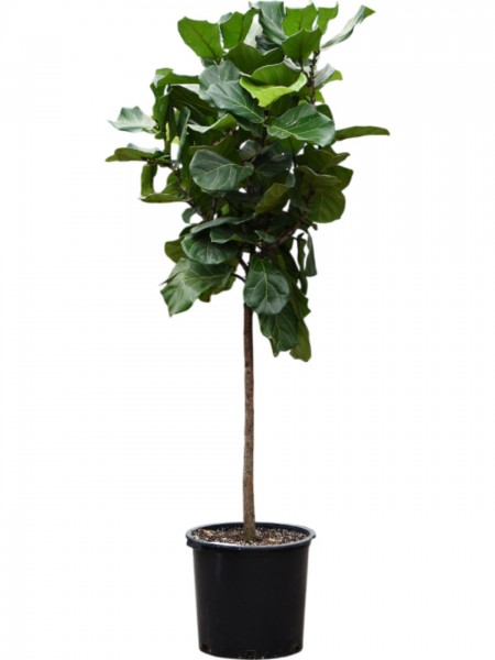 Ficus lyrata 220 cm - Geigenfeigenbaum