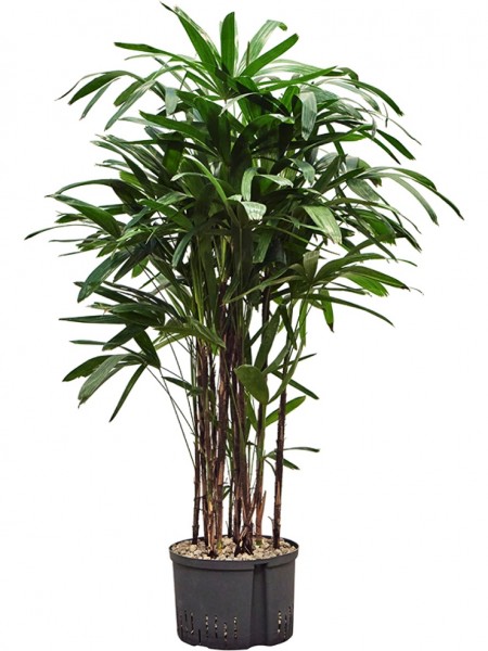 Rhapis excelsa - Strahlenpalme