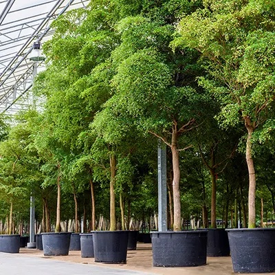 Bucida buceras ein tropischer Brobaum mit einheimischer Ausstrahlung |  Terrapalme Heim- und Gartenshop