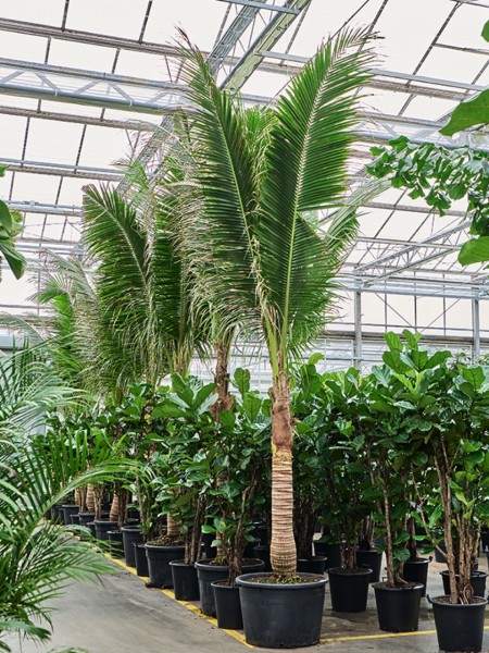 Cocos nucifera - Kokospalme