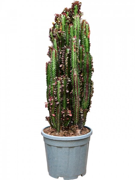 Euphorbia trigona rubra verzweigt