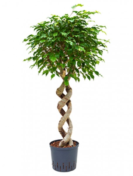 Ficus benjamina - Birkenfeige doppelspirale