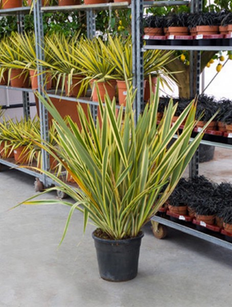 Phormium variegatum