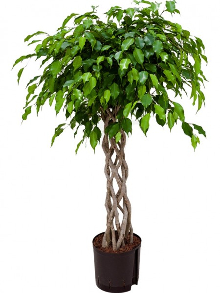 Ficus benjamina 130 cm | Birkenfeige window