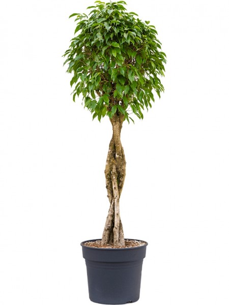 Ficus benjamina columnar - Birkenfeige geflochten