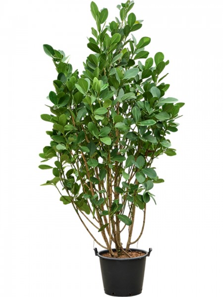 Clusia rosea - Balsamapfel Busch