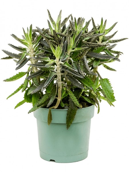 Kalanchoë daigremontiana Busch