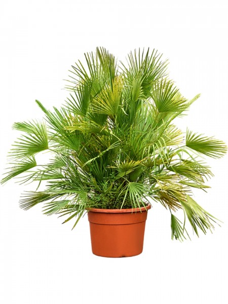 Chamaerops humilis Busch 140 cm
