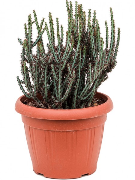 Euphorbia aeruginosa
