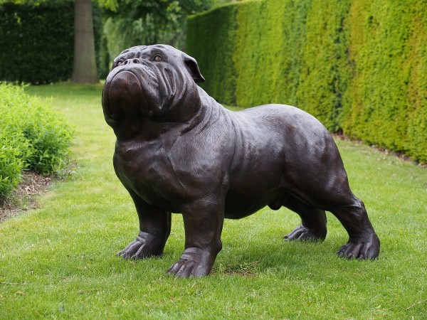 Bulldog stehend - XL Bronzefigur