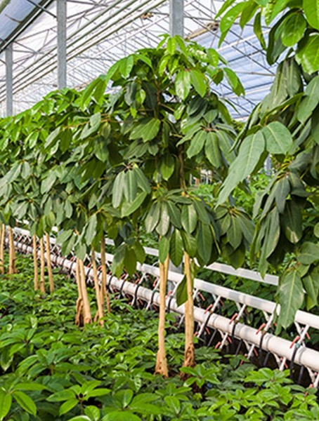 Schefflera amate 250 cm | Strahlenaralie