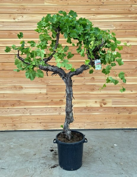 Vitis vinifera