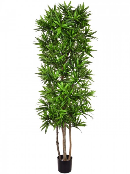Dracaena Song Of Jamaica - Kunstpflanze schwer entflammbar / feuerhemmend