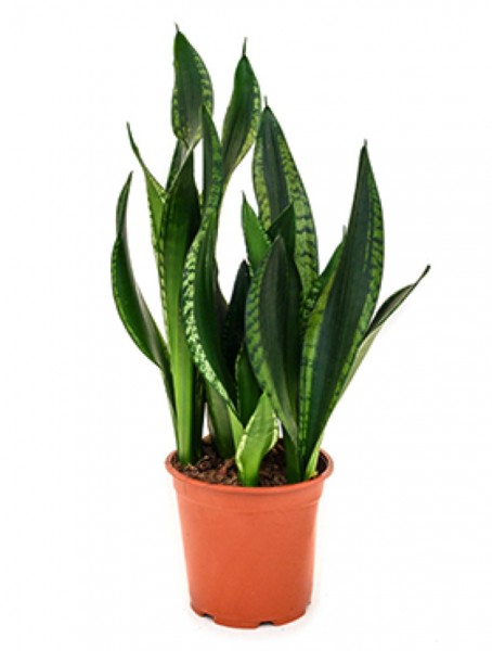 Sansevieria silver flame