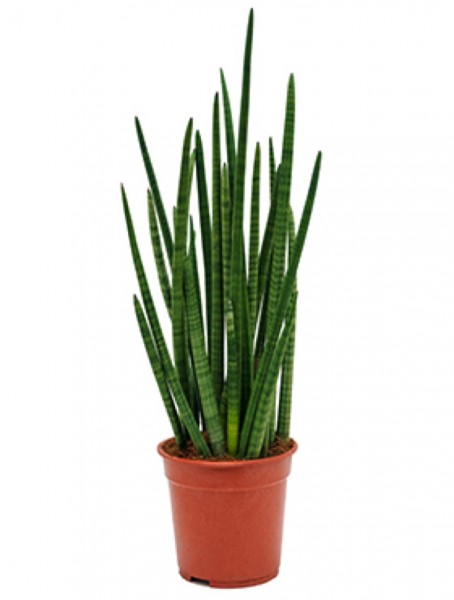 Sansevieria enjoy skyline 60 cm