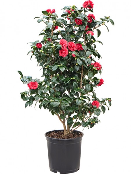 Camellia japonica Busch
