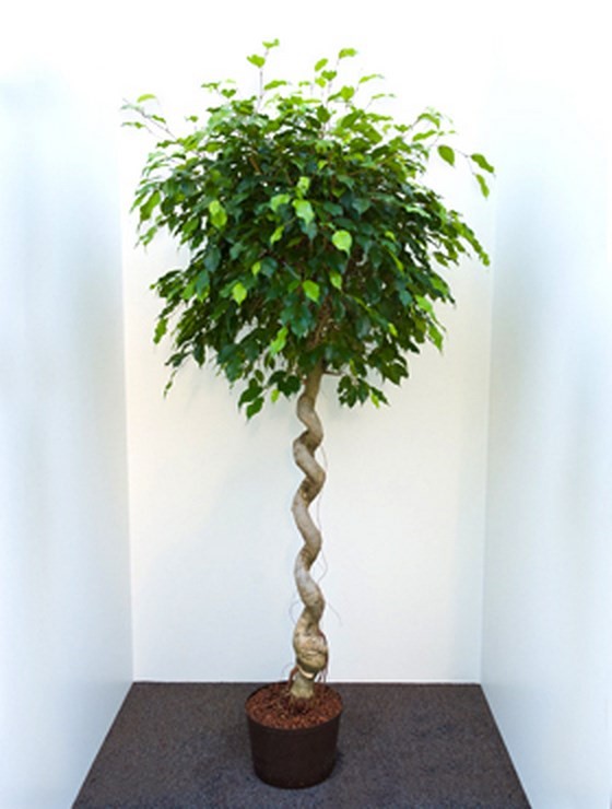 künstlicher weihnachtsbaum klein geschmückt Echten Mini-Weihnachtsbaum geschmückt kaufen main image 0