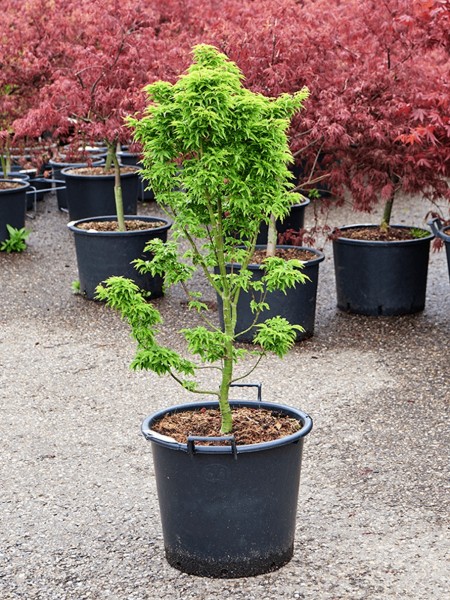 Acer palmatum shishigashira