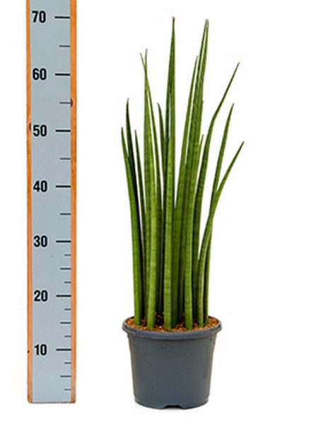 Sansevieria spikes | Bogenhanf