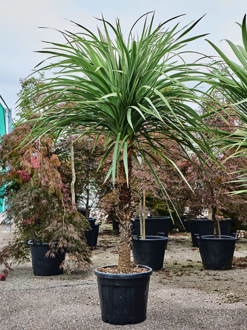 dracaena plant yellow leaves Dracaena Warneckii Hawaiian Sunshine For Sale & Care Guide main image 1