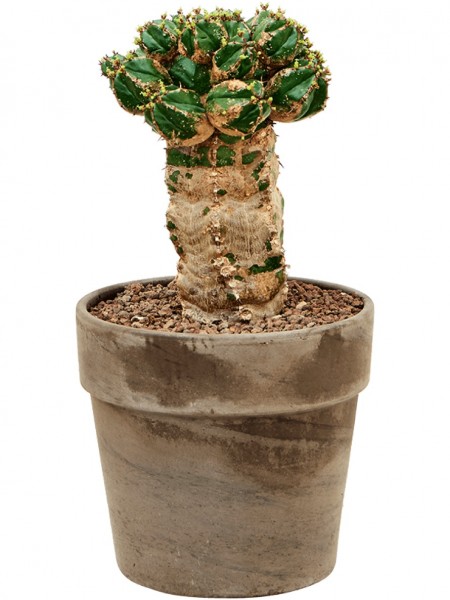 Euphorbia makallensis
