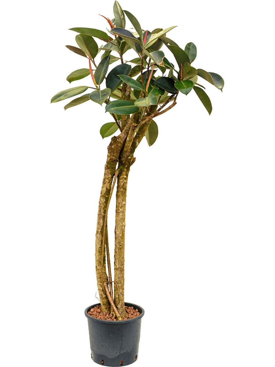Ficus Elastica Bourgondi Gummibaum 2er Stamm Terrapalme Heim Und Gartenshop