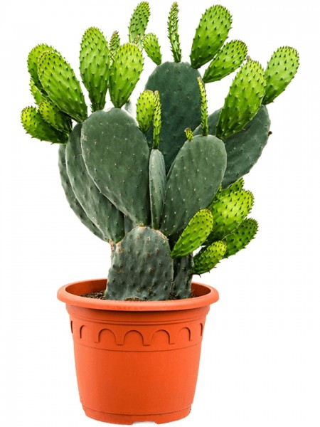 Opuntia indica verzweigt