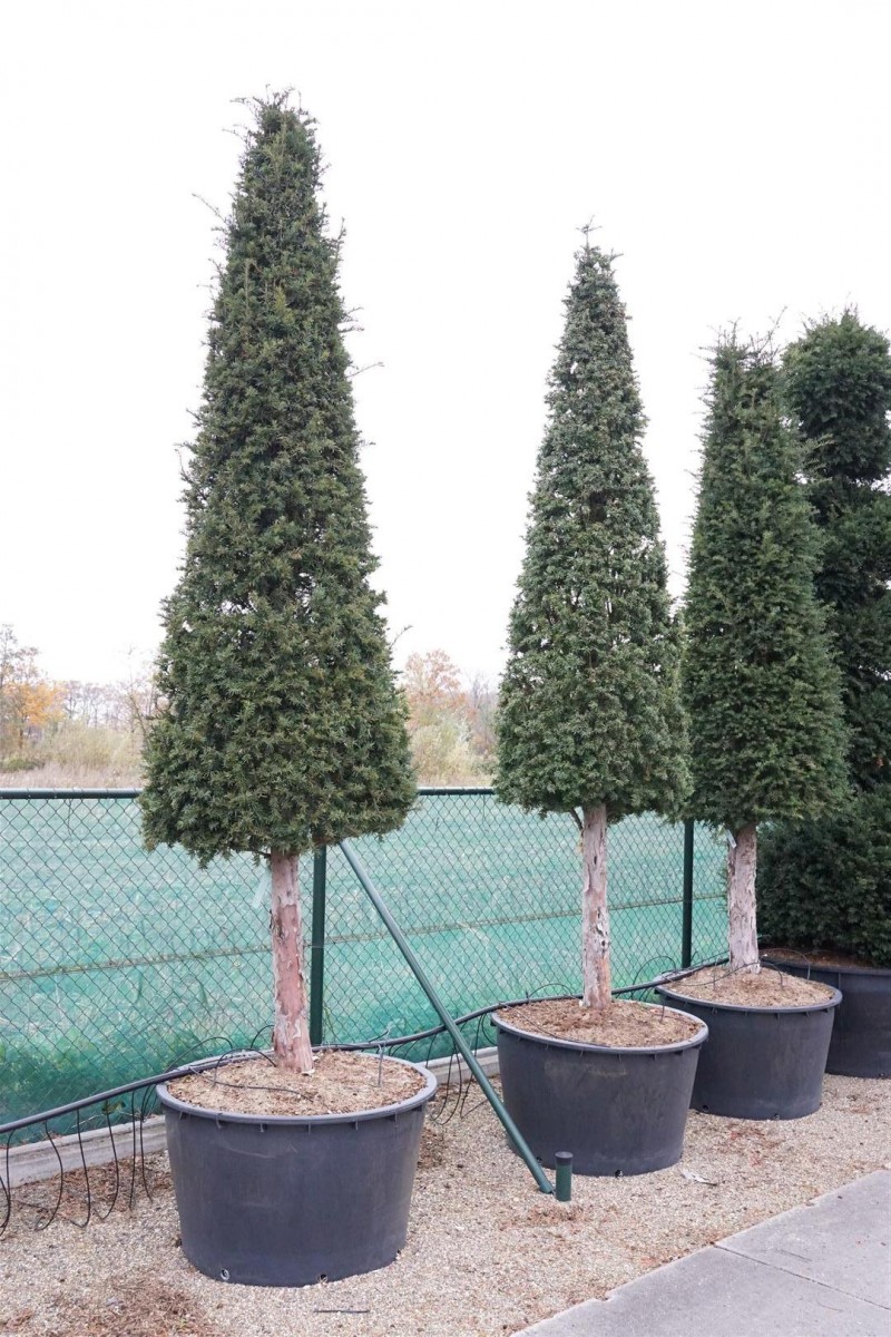 großer kaktus für zuhause Kaufen Sie einen großen Euphorbia-Kaktus – Urbangreen main image 1