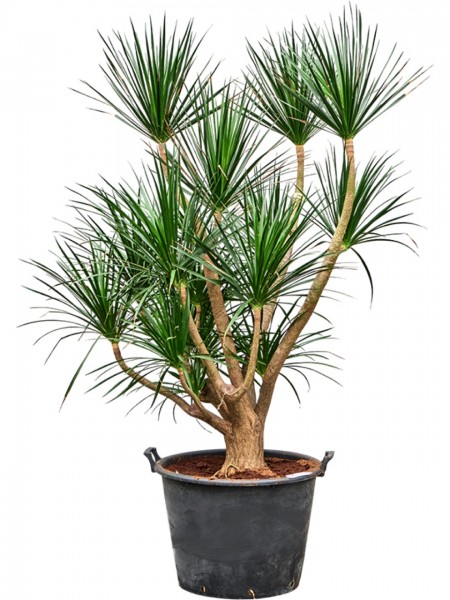 Dracaena draco - Drachenblutbaum verzweig