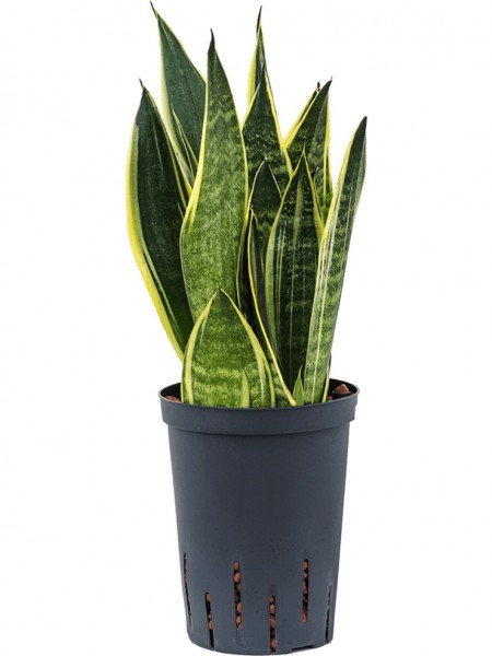 Sansevieria canary