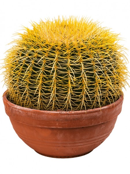 Echinocactus Grusonii Goldkugelkaktus Terrapalme Heim Und Gartenshop