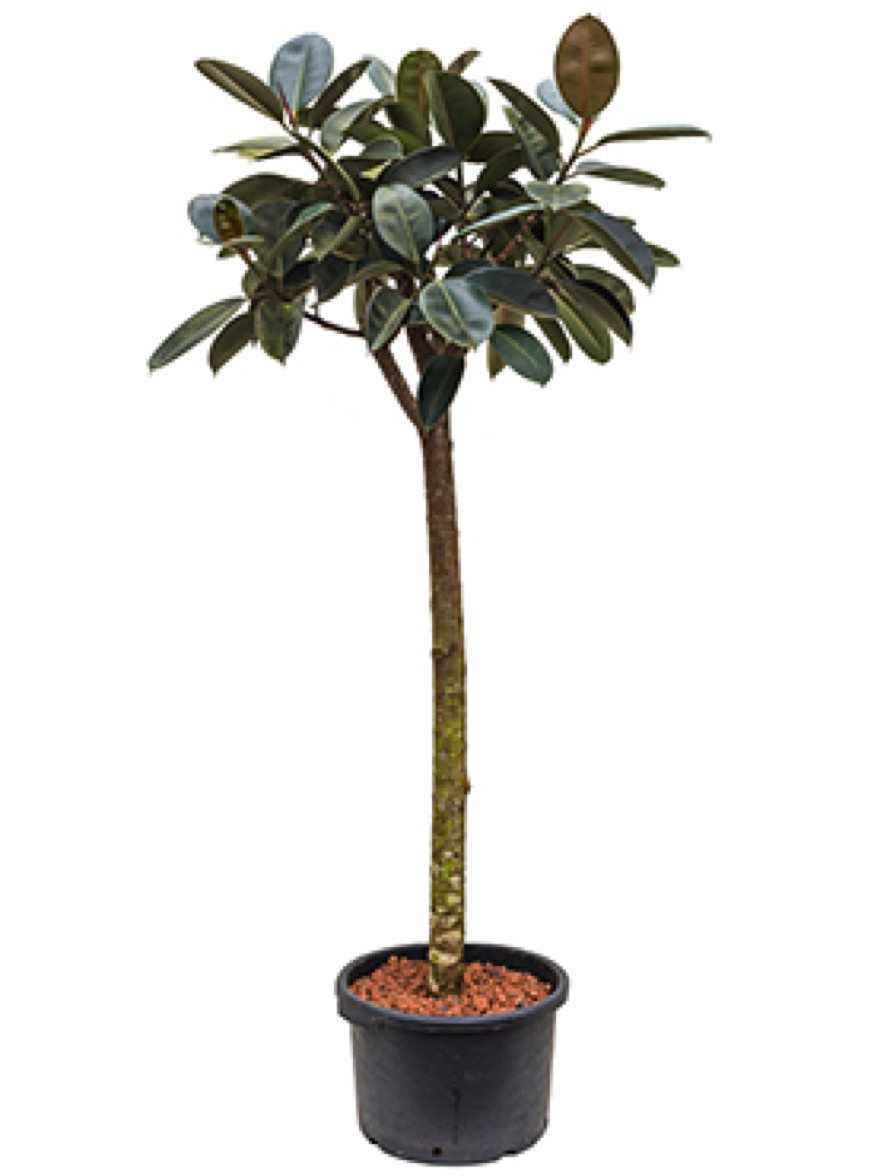 Ficus Elastica Robusta Gummibaum Terrapalme Heim Und Gartenshop