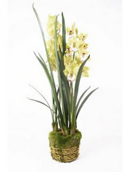 Cymbidium hellgrün 100 cm | Orchideen Kunstpflanze mit Moos