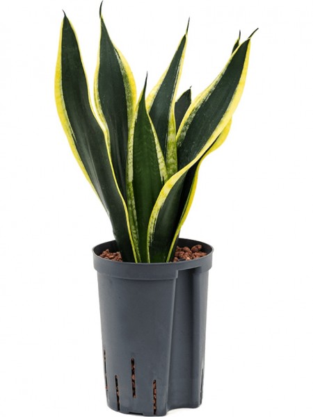 Sansevieria trifasciata - Super Flame